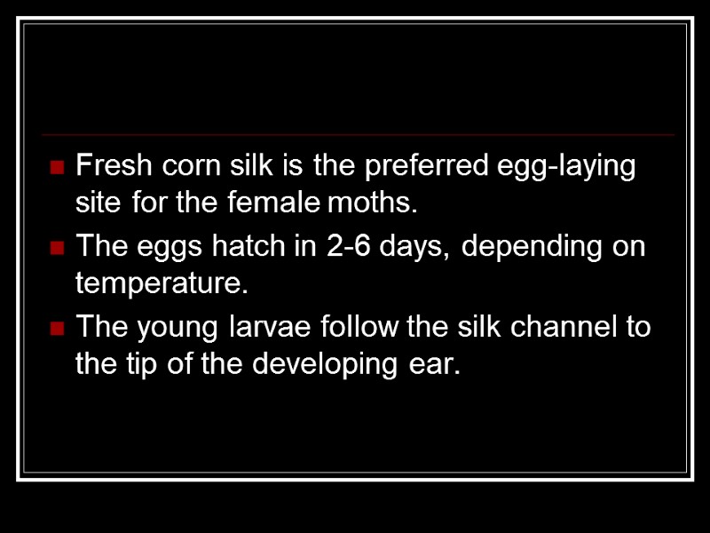 Fresh corn silk is the preferred egg-laying site for the female moths. The eggs